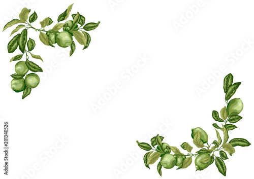Horizontal A4  Frame with lime and lemon branches in olive green colors on white background