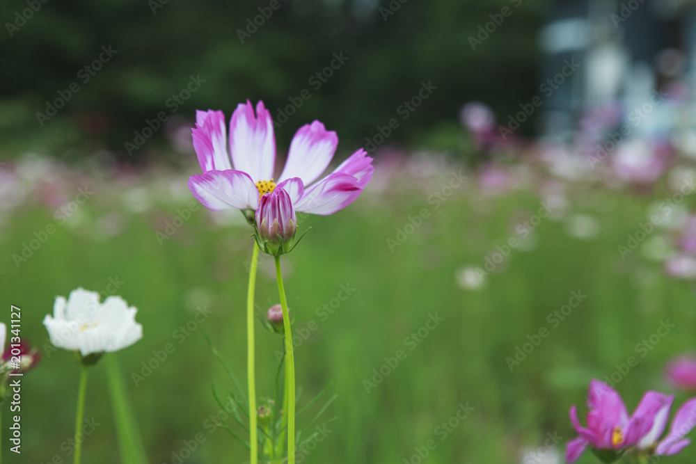 Cosmos Flower.