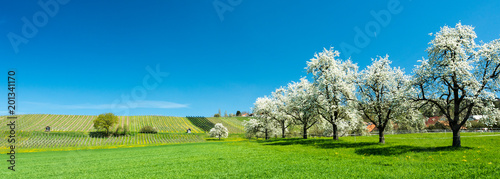 blossoming fruit trees and orchard in a green field with yellow dandelions and a small vineyard in the background © makasana photo