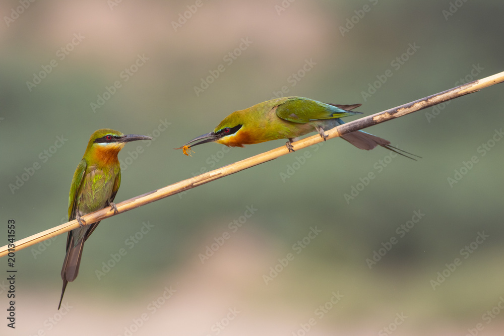 Blue tailed bee eater Sharing food Blue tailed bee eater Sharing food