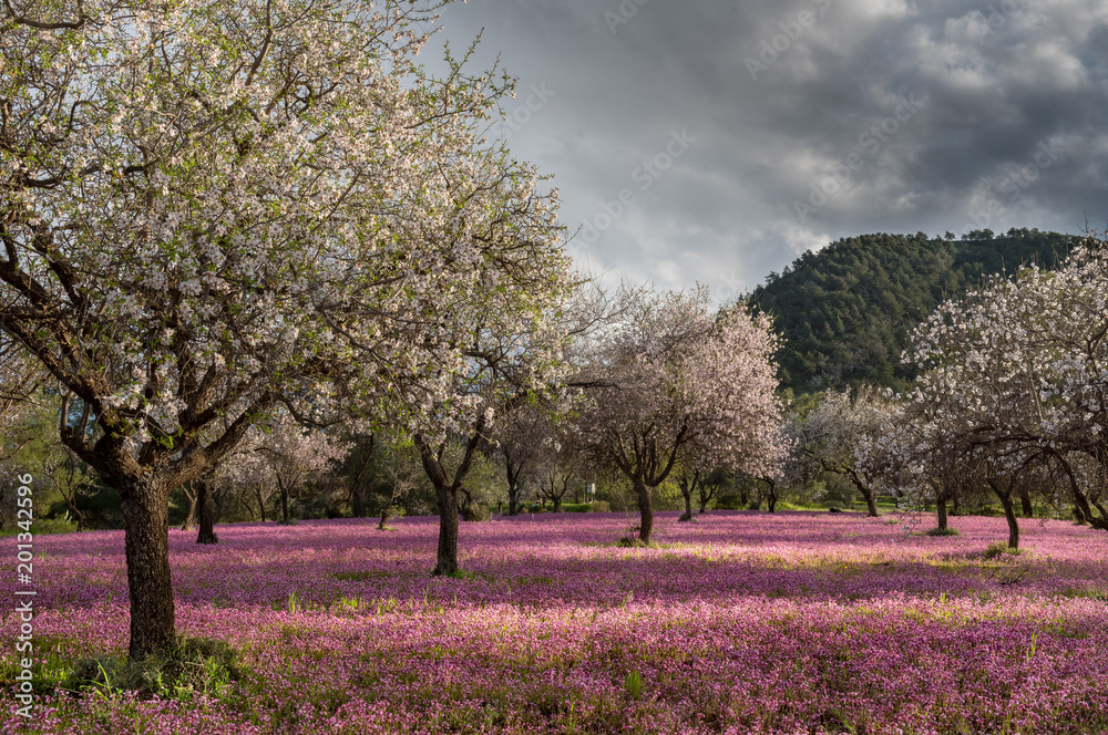 Spring beautiful and colorful landscape. Spring beautiful and colorful landscape.