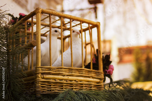 White doves in a wooden cage. Bird in a cage.