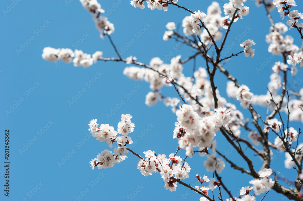 Springtime. Blooming garden. Sunny day, spring flowers. White color, apple tree flowers on a blue sky. Springtime. Blooming garden. Sunny day, spring flowers. White color, apple tree flowers on a blue sky.