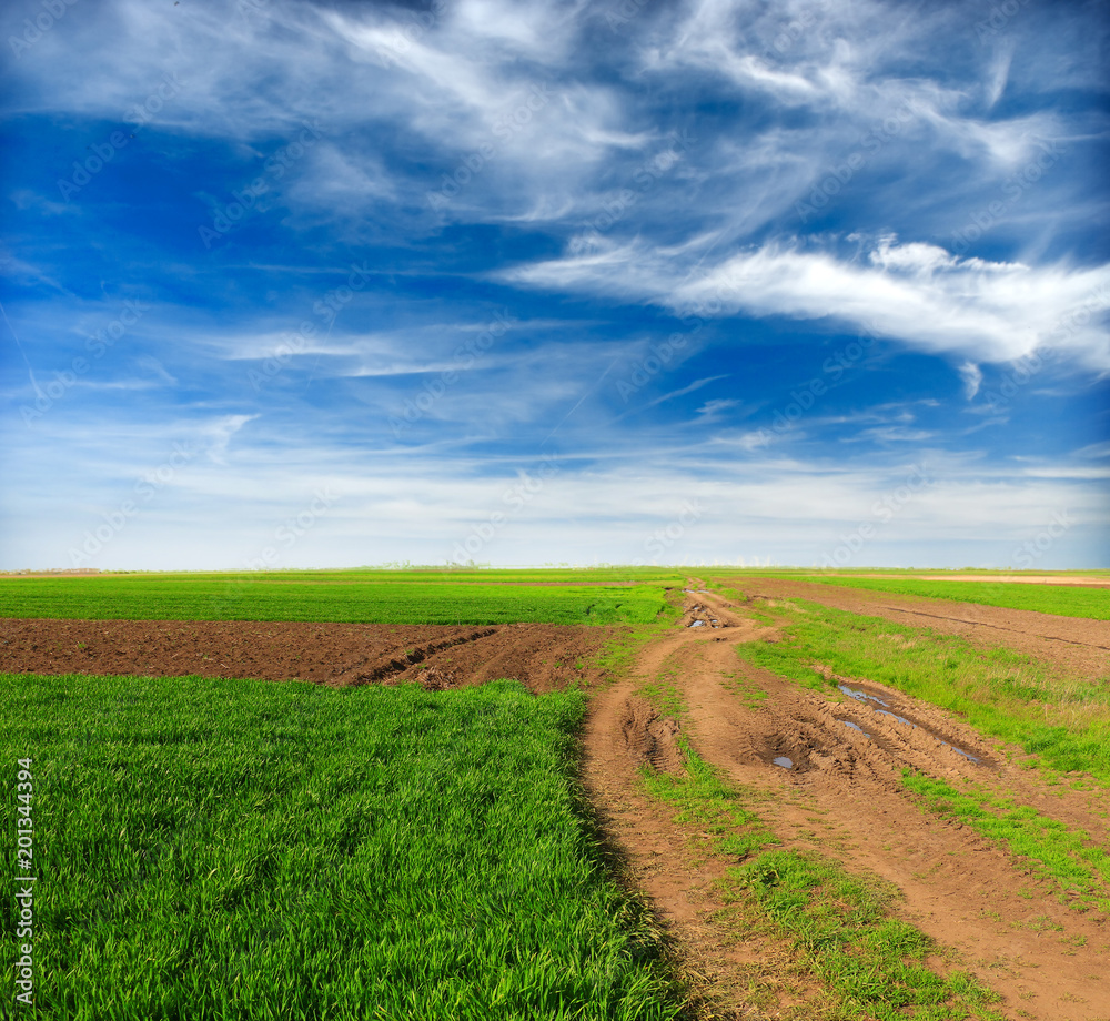 Fototapeta premium green wheat field and dirt road