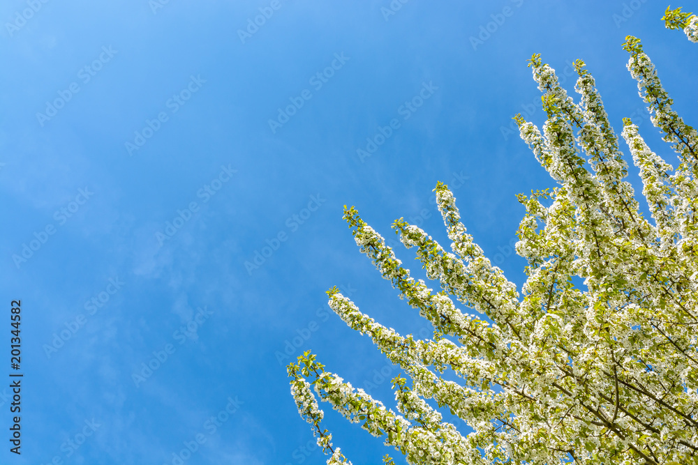 View from below of the branches of a blossoming apple tree laden with little white flowers against blue sky. View from below of the branches of a blossoming apple tree laden with little white flowers against blue sky.