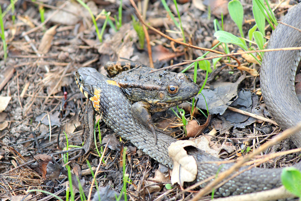 Fototapeta premium hungry grass-snake caught a frog