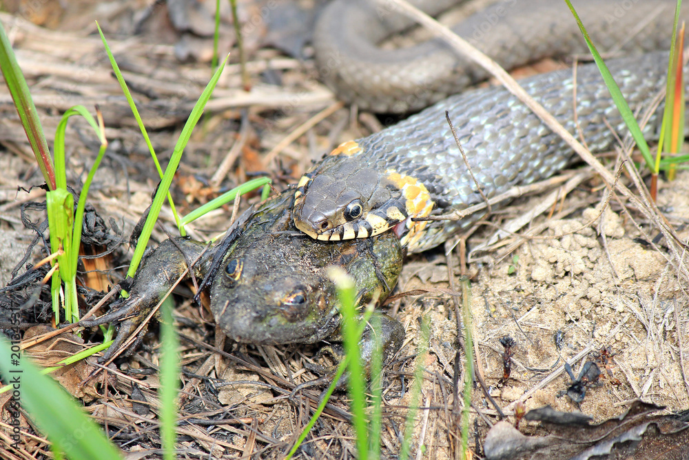 hungry grass-snake caught a frog hungry grass-snake caught a frog