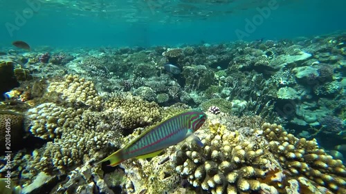 Klunzinger's wrasse swims through the frame on a background of corals. photo