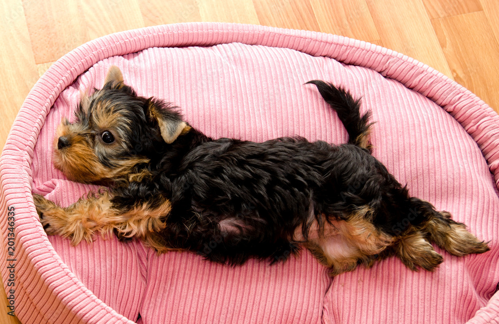 Beautiful puppy yorkshire terrier Beautiful puppy yorkshire terrier