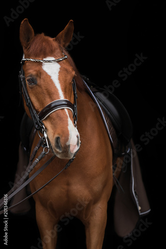 Dressurpferd vor schwarzem Hintergrund © Talitha