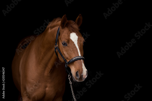 Portrait eines Pferdes im Studio