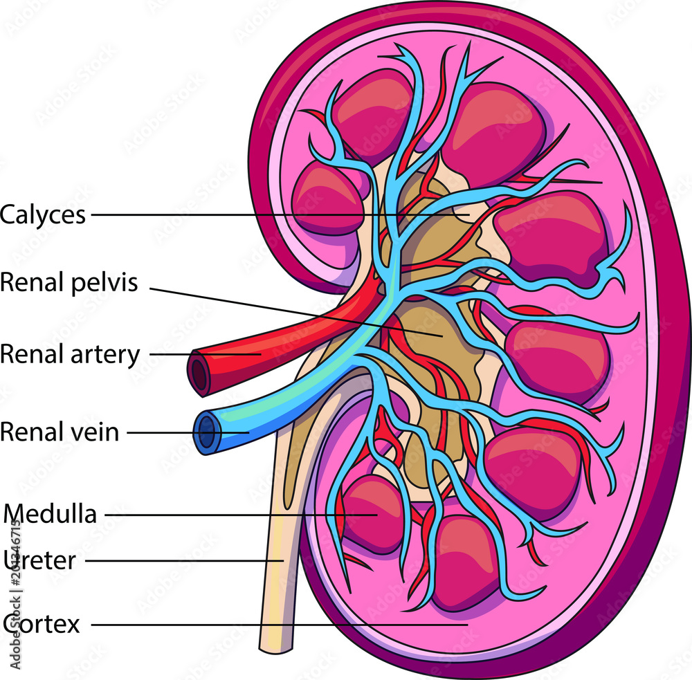Schematic vector diagram of a kidney. Kidney structure with labeled