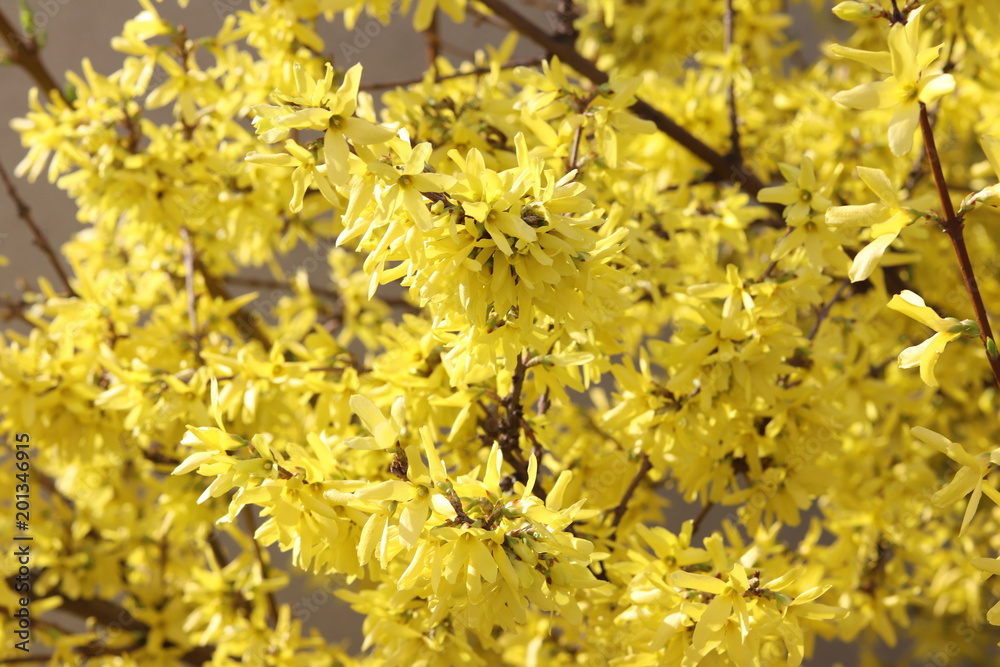 The spring bush is forsythia yellow flowers in sunlight. A good mood. European flora. The plant is a temperate climate. Blurred edges. Focus on the center of the frame.