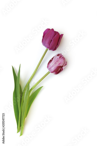 Tulpen auf weißem Hintergrund © Marty Kropp
