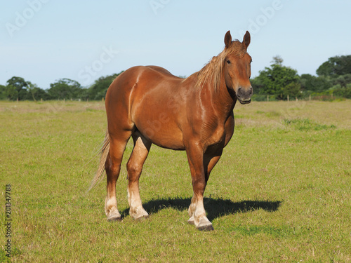 Single Horse in Paddock