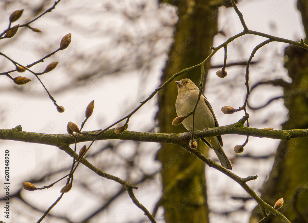 The bird sing on the tree in the nature The bird sing on the tree in the nature