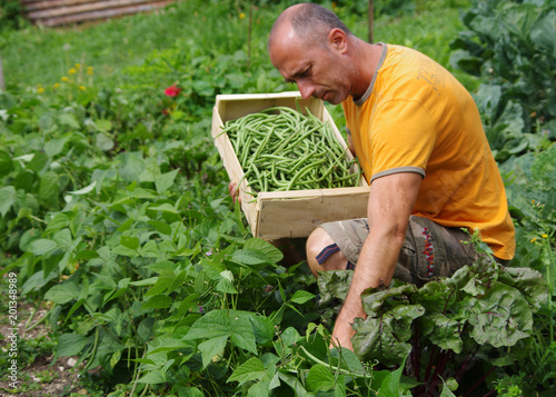 Wallpaper Mural jardinage - récolte de haricots au potager Torontodigital.ca