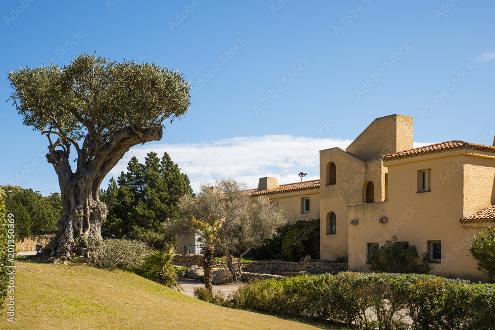 old olive tree on sardinia island with typical architecture