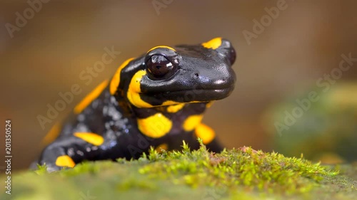 Fire salamander portrait