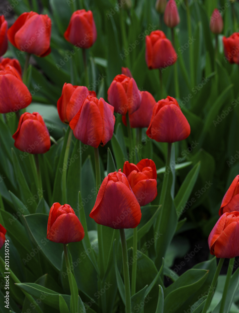 Obraz premium field of red tulips with green stems