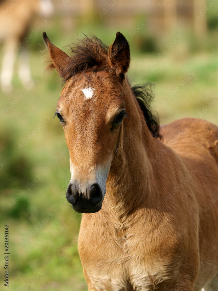 Pretty Foal