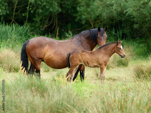 Mare and Foal