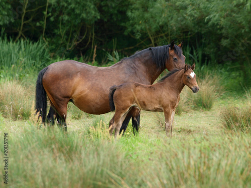 Mare and Foal © Nigel Baker