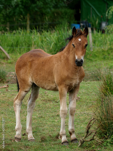 Pretty Foal