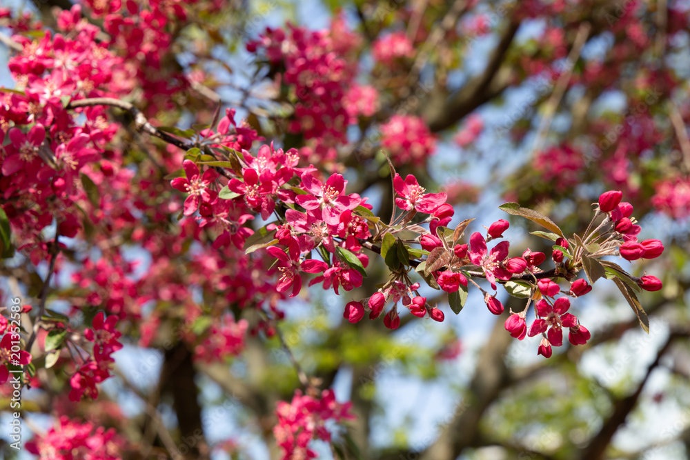 Spring pink crabapple blooming tree flowers on a sky background Spring pink crabapple blooming tree flowers on a sky background
