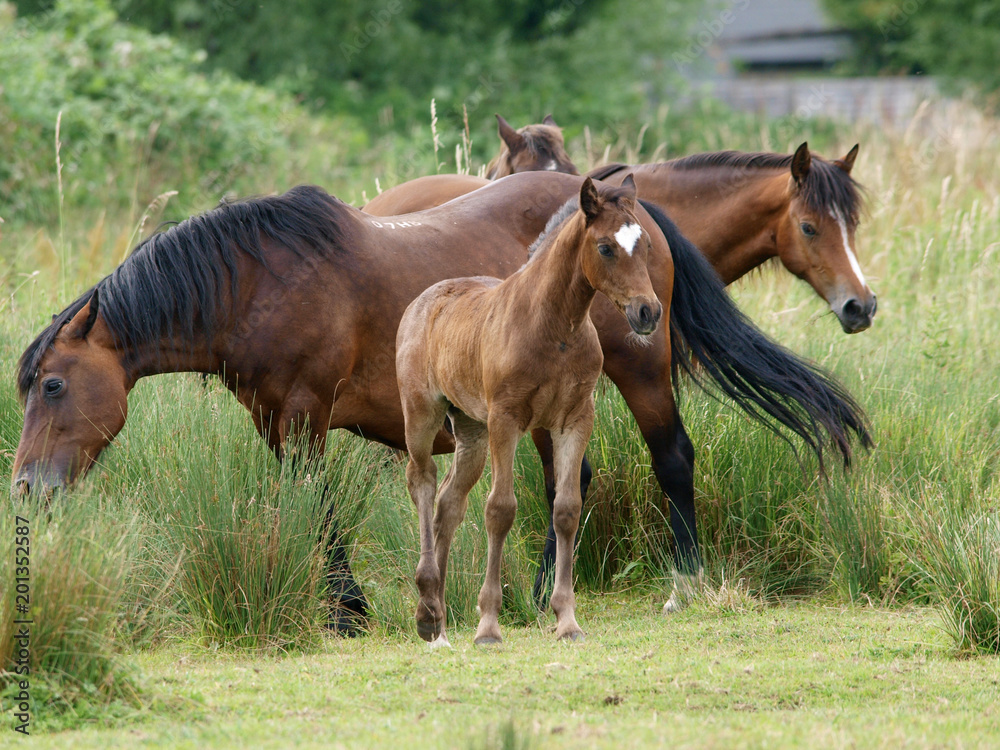 Mares and Foal Mares and Foal
