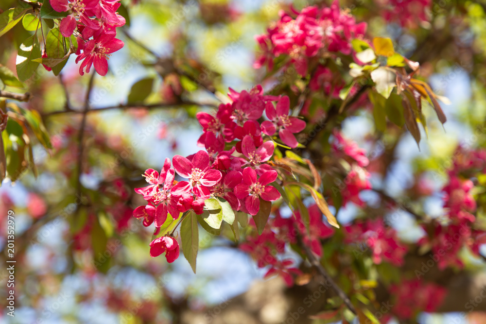 Spring pink crabapple blooming tree flowers on a sky background