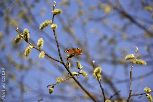 The branch of the pussy willow against the background of a flowering willow and pine forest in natural conditions, daphne willow in vernal season/ .Pussy Willow Sunday photo