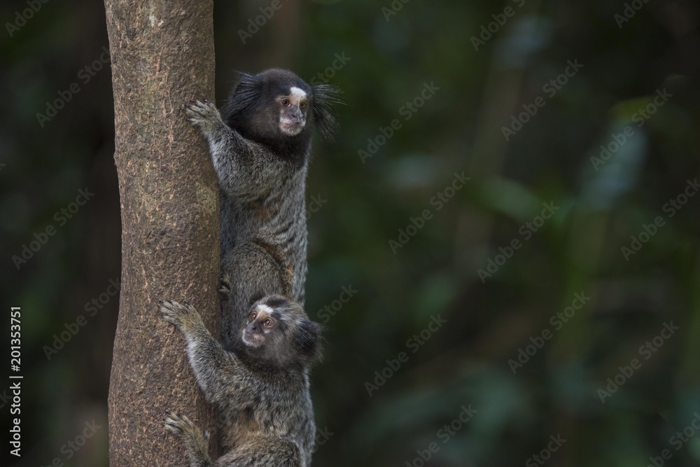 Fototapeta premium Sagui 2 