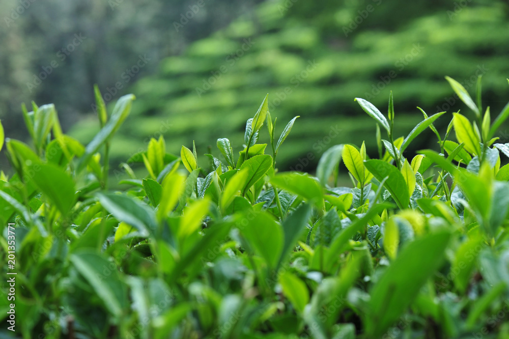 Growing green tea trees in spring mountains Growing green tea trees in spring mountains