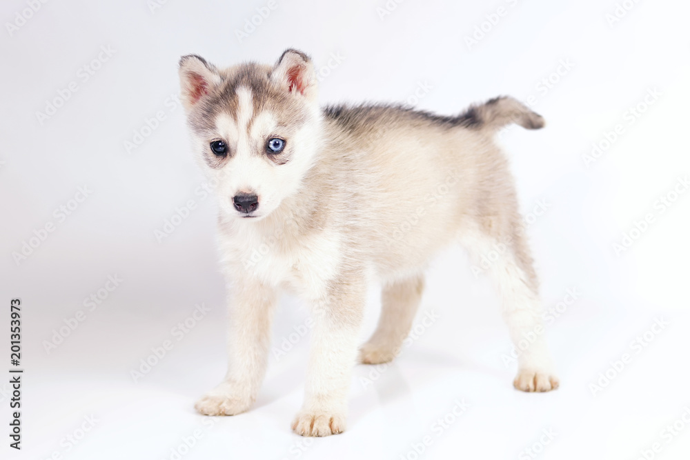 Adorable grey and white Siberian Husky puppy with different eyes staying indoors on a white background Adorable grey and white Siberian Husky puppy with different eyes staying indoors on a white background