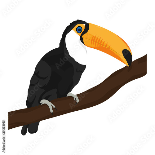 beauty toucan bird animal in the branch
