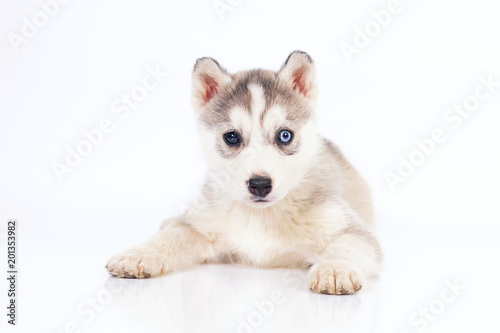 Adorable grey and white Siberian Husky puppy with different eyes lying down indoors on a white background © Eudyptula