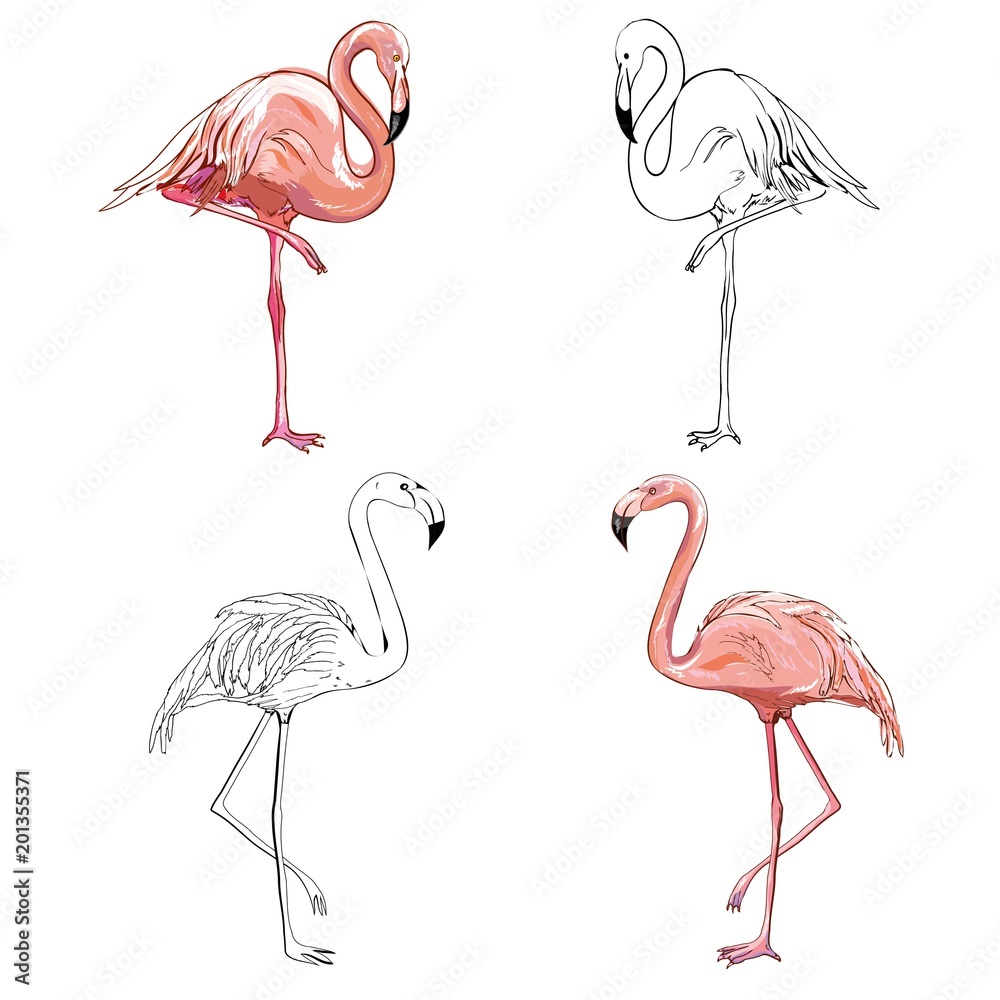 Obraz premium Hand drawing flamingos. Vector illustration