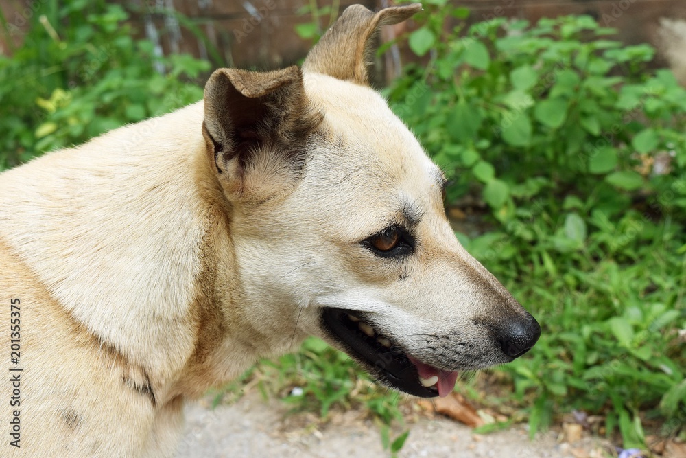Close up face of creamy short-haired dog open mouth during hot weather,Rusty steel eyes,Pink tongue
Close up face of creamy short-haired dog open mouth during hot weather,Rusty steel eyes,Pink tongue