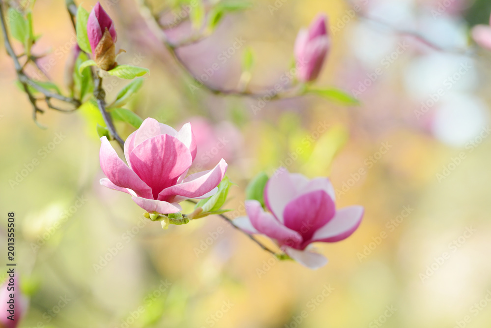 Fototapeta premium Wiosna kwitnący kwiat magnolii. Piękne tło wiosna w jasny dzień.
