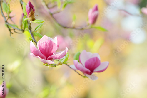 Spring blooming Magnolia flower. Beautiful springtime background on a bright day. © Alena