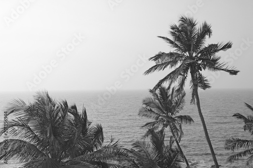 Beautiful palm trees on the background of the sea and the sun. Palm trees on a sunset background. Tropical and exotic landscape. Wallpapers with palm trees. Tinted monochrome, black and white photo