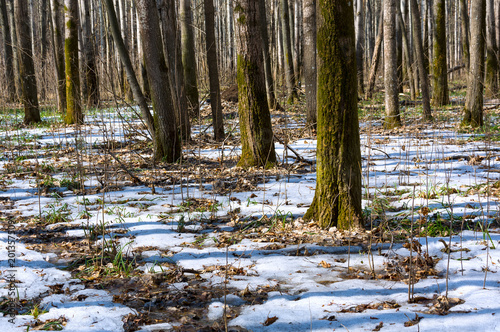 Melting snow in the spring in the forest.