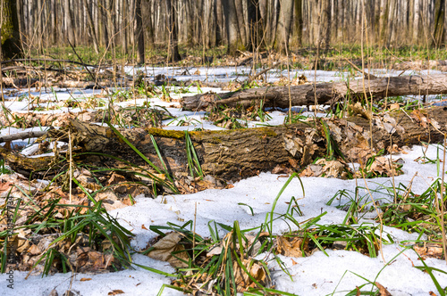Melting snow in the spring in the forest.