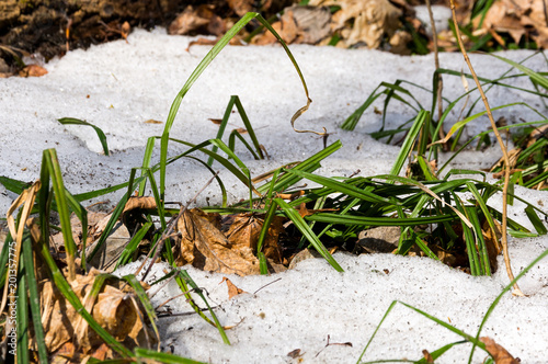 Melting snow in the spring in the forest.