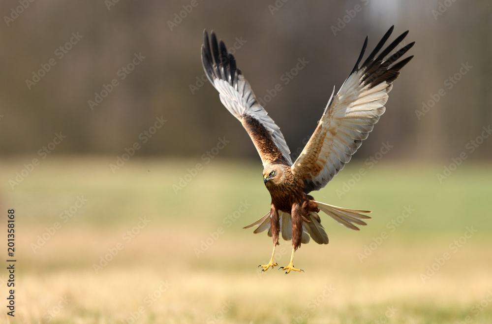Obraz premium Marsh harrier (Circus aeruginosus)
