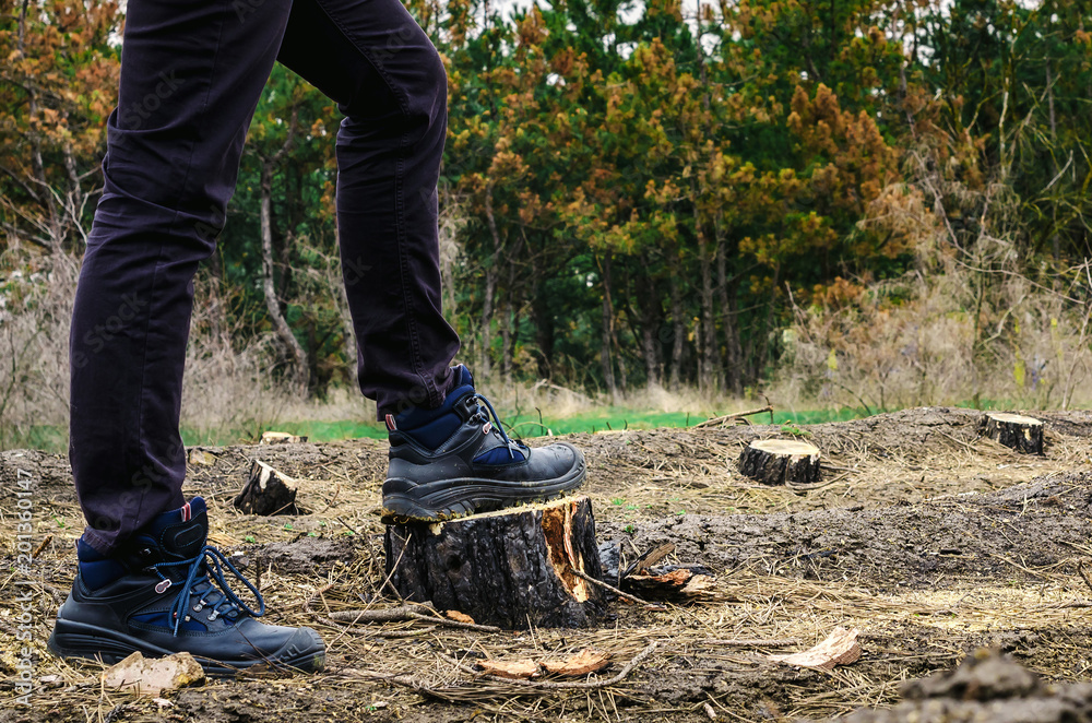 Fotografie After deforestation, rows of stumps remained
