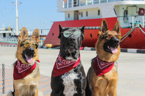 Wonderful German Shepherd and Cane Corso with glasses. Dogs have red kerchief on their necks. Funny dogs sitting near ships at the seaport