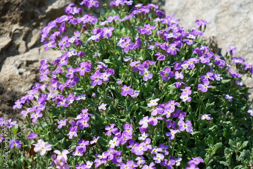 Violaceae, Viola Rugulosa, Flowering plants spotted and photographed in spring in Germany

 photo