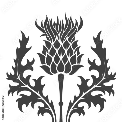 silhouette of a thistle flower photo